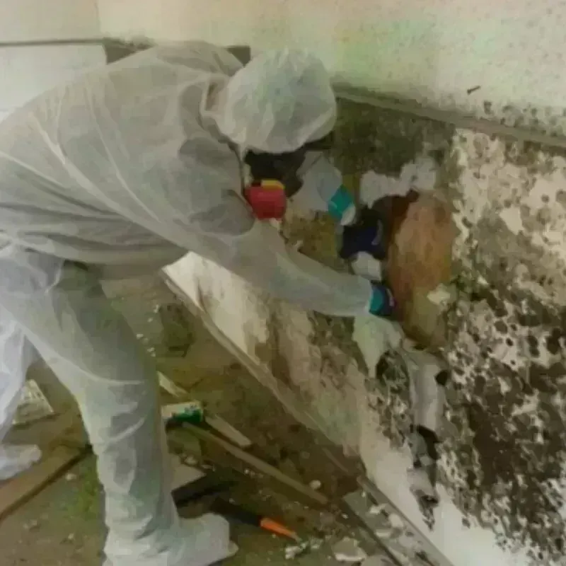 Mold Remediation and Removal in Harrisburg, NC